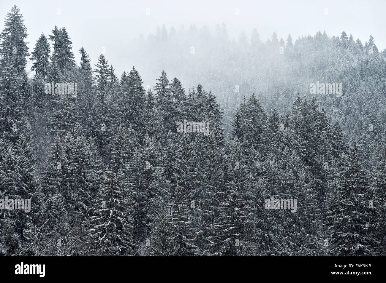 Winter scene with snowfall on a pine tree forest Stock Photo - Alamy