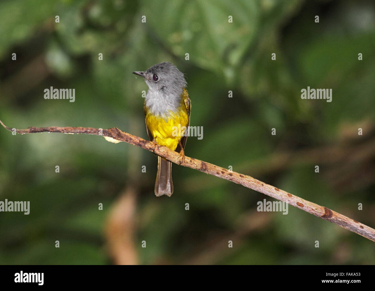Grey headed canary flycatcher in rainforest in Borneo Stock Photo