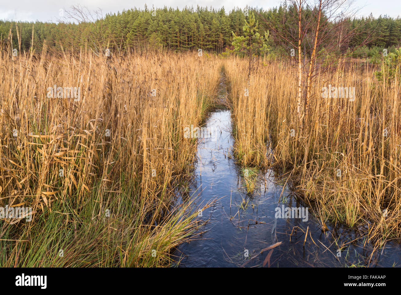 Marsh & Reeds at the Uath Lochan in Glen Feshie , Scotland Stock Photo