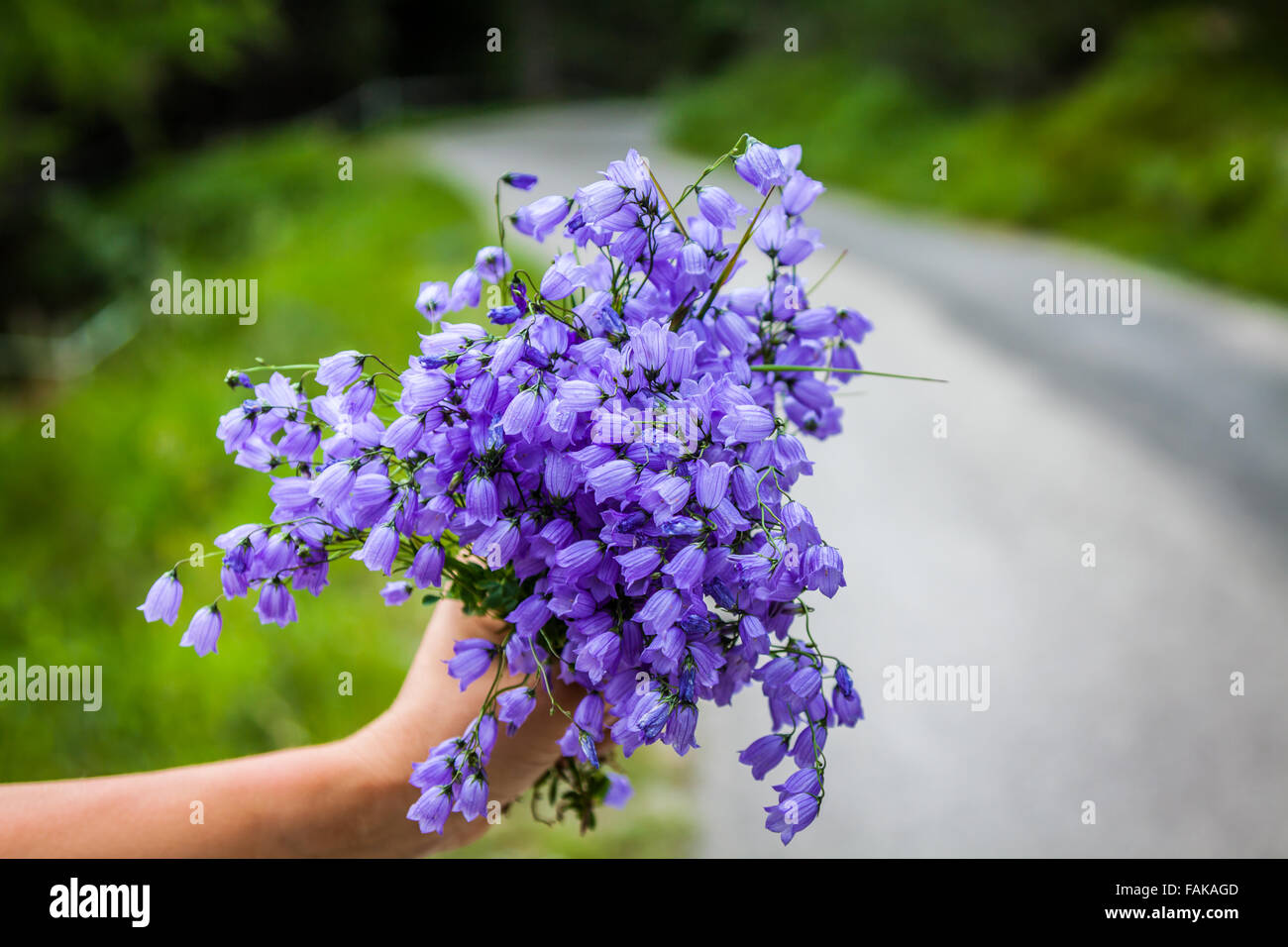 bouquet of violets wildflowers Stock Photo Alamy