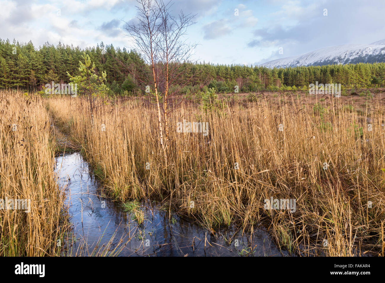 Marsh & Reeds at the Uath Lochan in Glen Feshie , Scotland Stock Photo