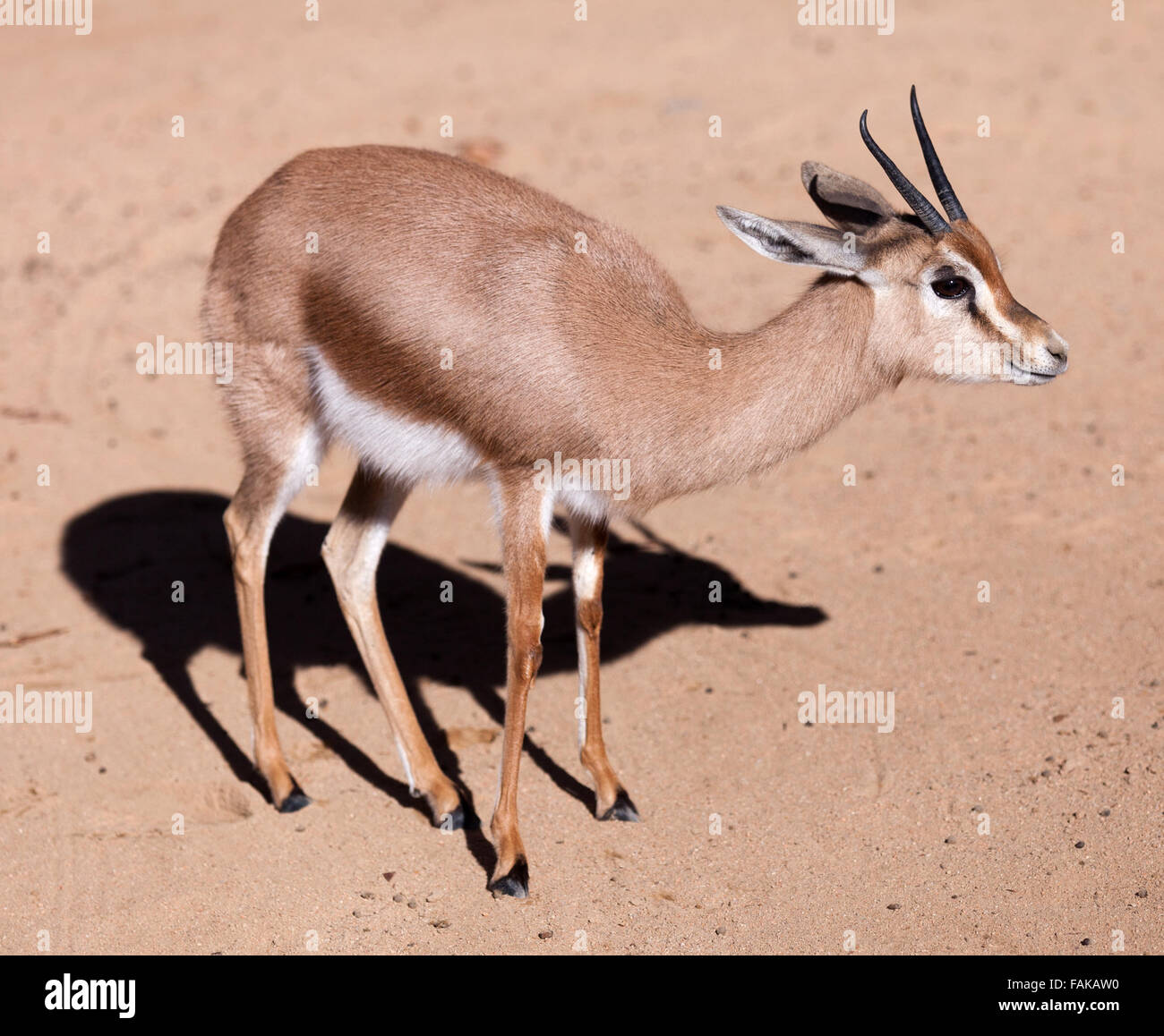 dorcas gazelle (Gazella dorcas) on sand Stock Photo