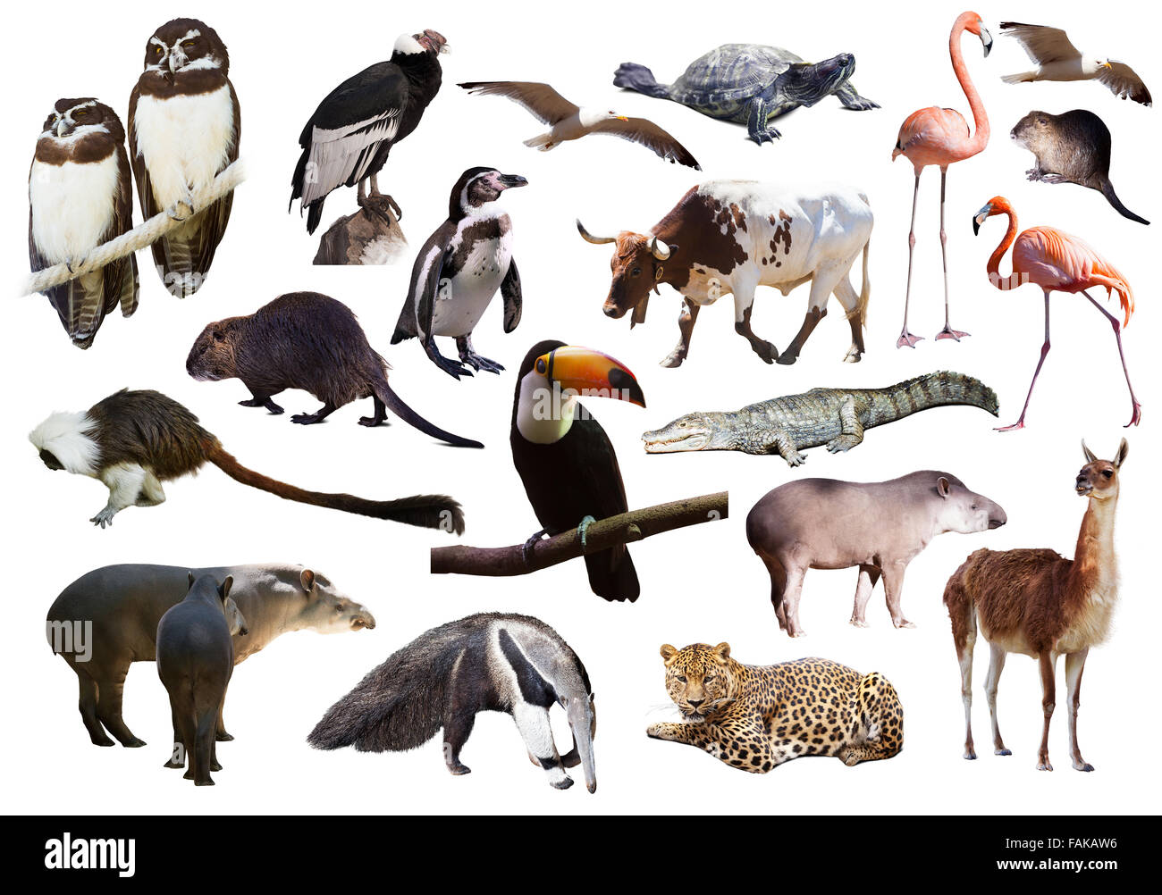 Set of  South American animals. Isolated over white Stock Photo