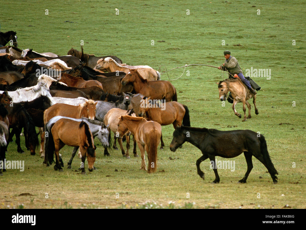 Inner Mongolia grasslands horse cowboys, Autonomous region of North China Stock Photo