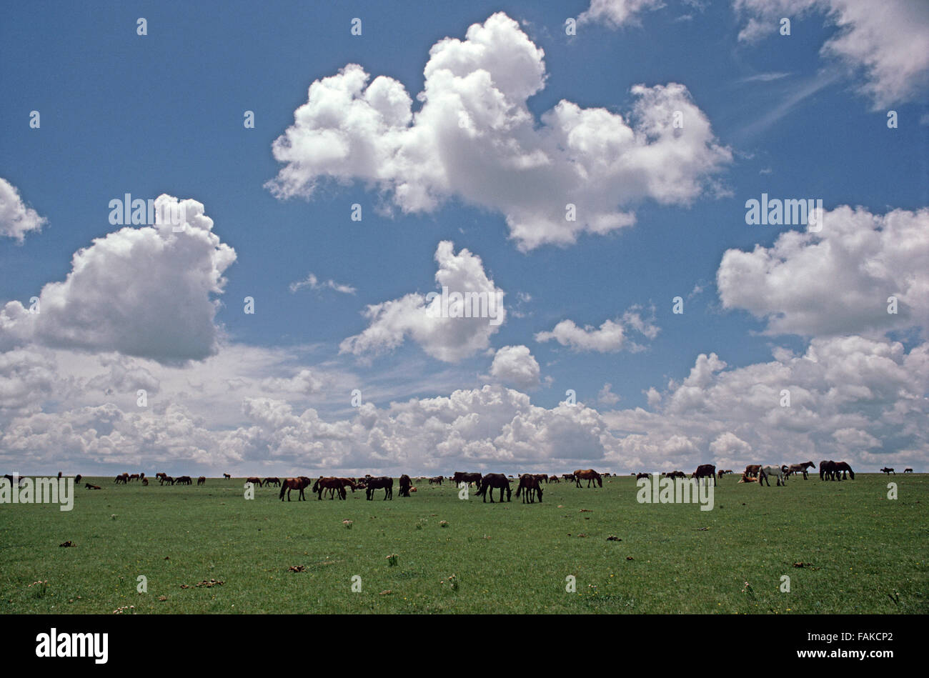 Inner Mongolia grasslands horse cowboys, Autonomous region of North China Stock Photo