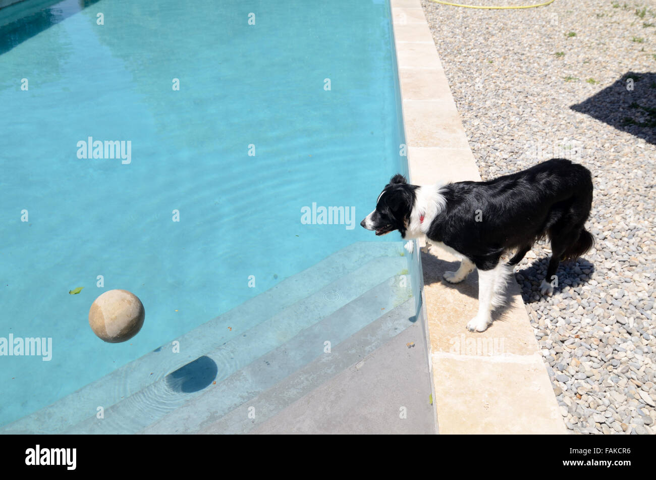 Curious Border Collie or Sheep Dog Watches a Ball in Swimming Pool Stock Photo