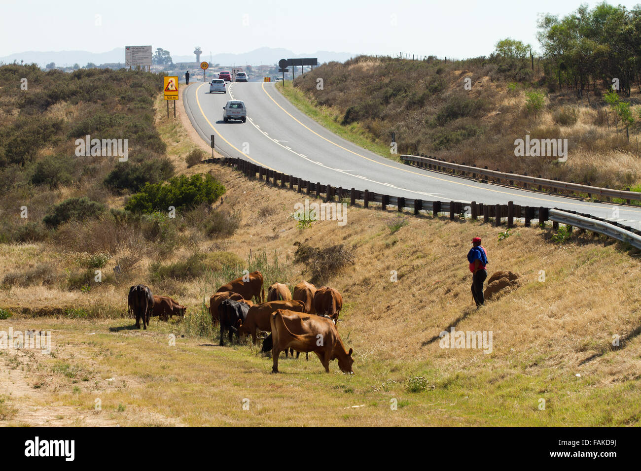 Informal farmer lets his cattle graze next to the N7 highway outside Malmesbury, South Africa. Stock Photo