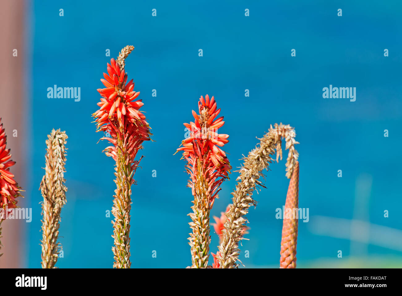 close up of a Kniphofia with the blue sea in the background Stock Photo
