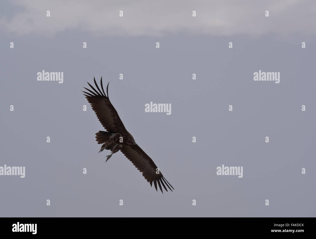 A Hood Vulture coming into land Stock Photo