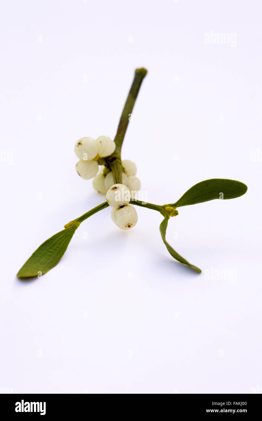 Viscum album. Sprig of mistletoe on a white background. Stock Photo