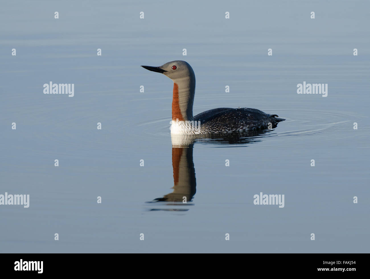 Red-throated Loon Stock Photo