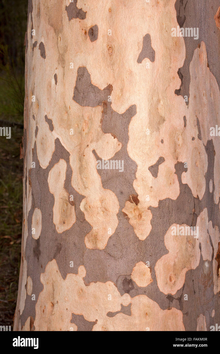Ornate patterned bark of Australian native lemon scented gum tree Corymbia citriodora, syn Eucalyptus citriodora shedding bark Stock Photo
