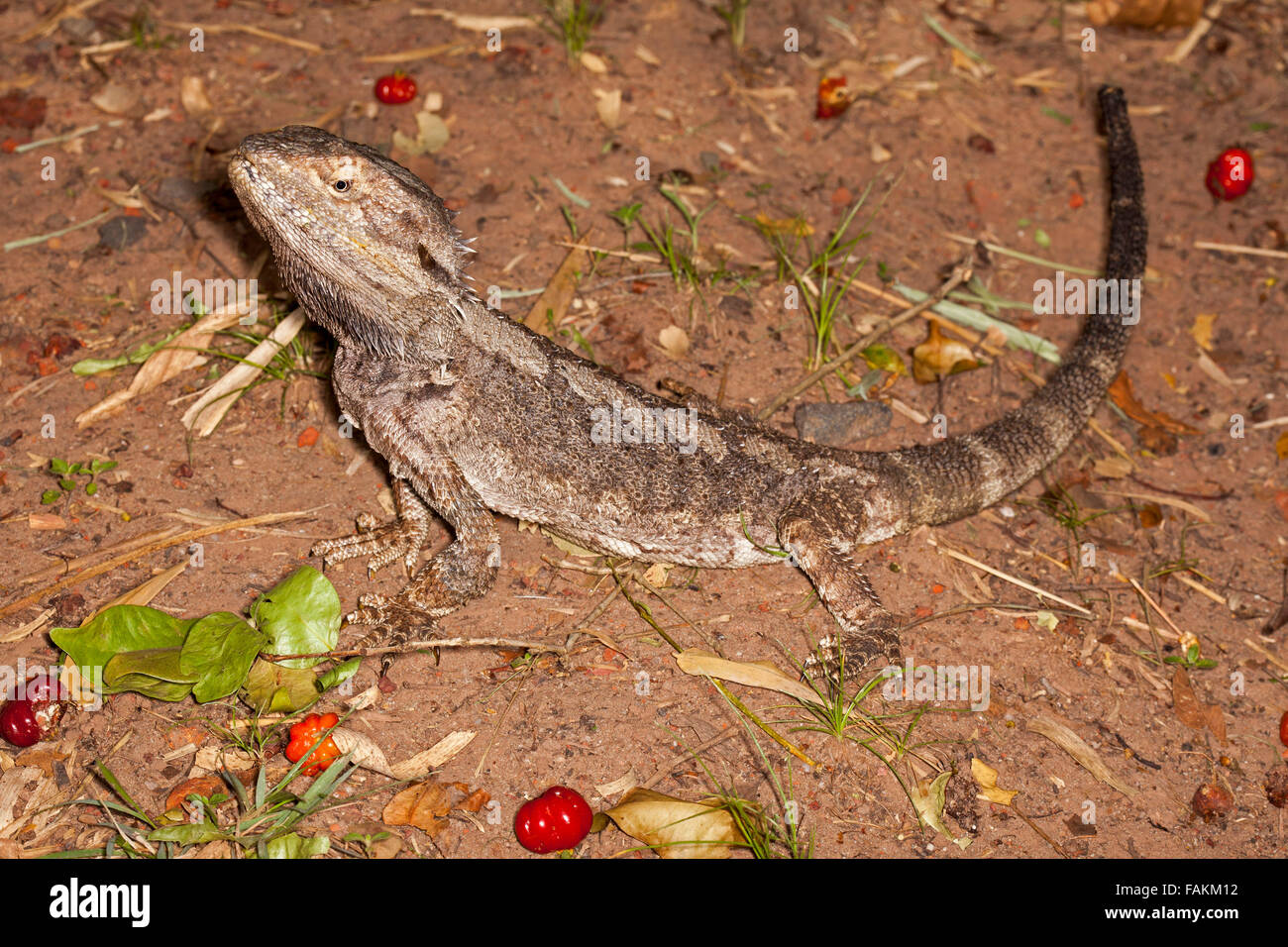 Australian bearded dragon lizard, Pogona barbata, in the wild in alert pose on red soil of urban garden Stock Photo