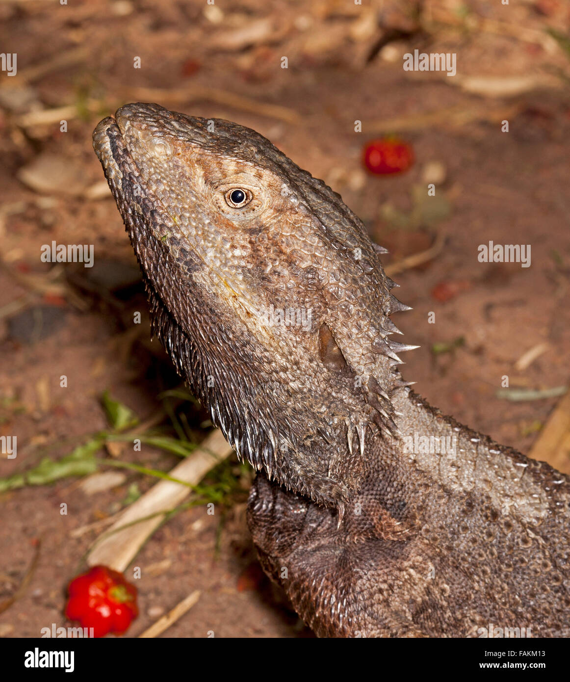 Close-up of face and head of Australian bearded dragon lizard, Pogona barbata, in the wild in a garden Stock Photo