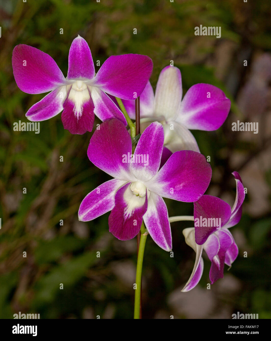 Cluster of vivid purple / magenta and white flowers of orchid Dendrobium 'Louisae' on dark background Stock Photo