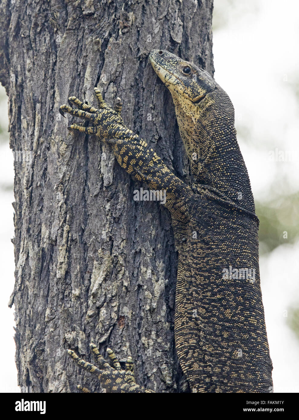 Close-up of goanna lace monitor, Varanus varius, large Australian lizard clinging onto tree trunk with huge claws, in the wild Stock Photo