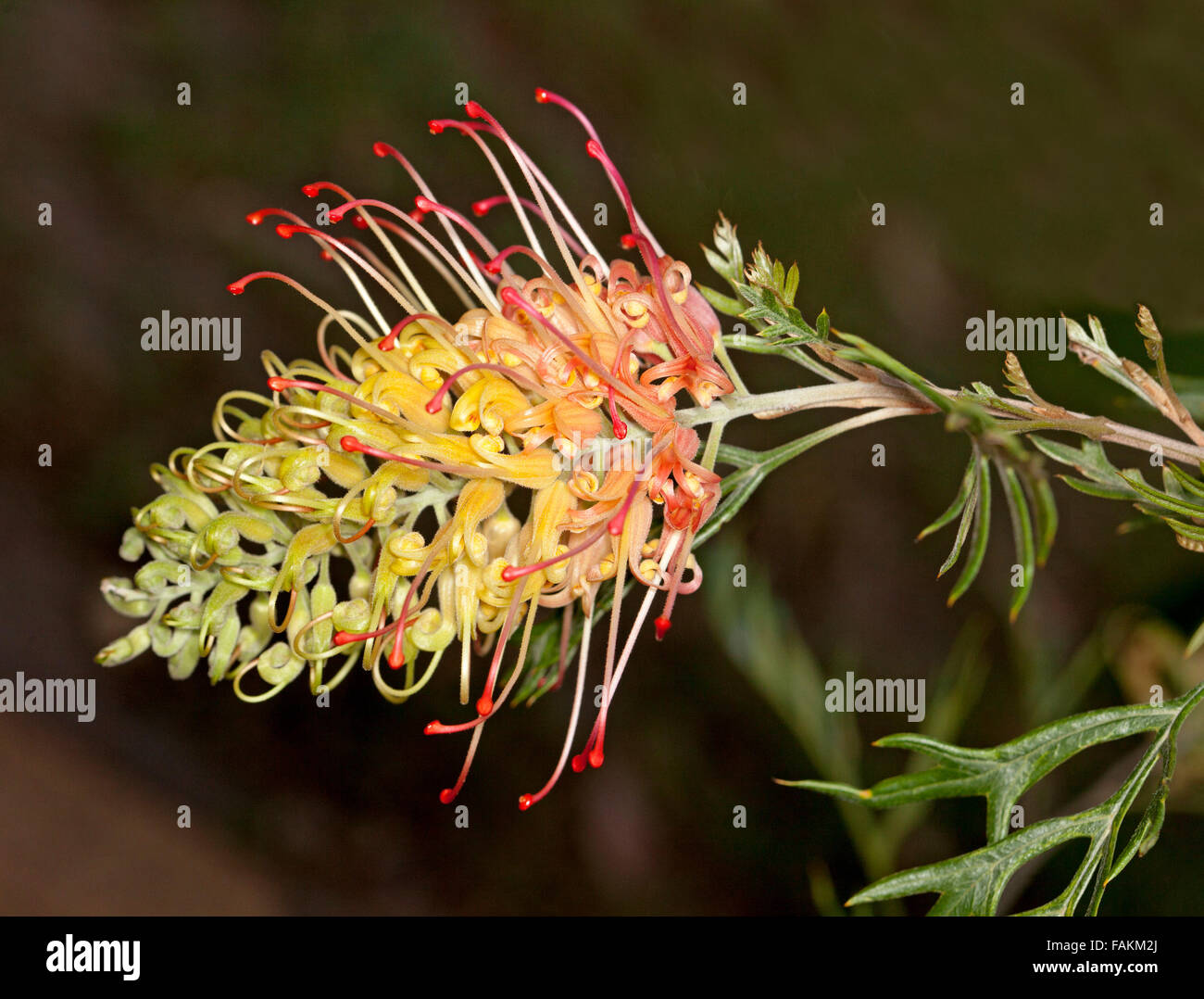 Stunning cream and pink flower with vivid red stamens and green leaves of Australian native plant Grevillea Loopy Lou on dark background Stock Photo