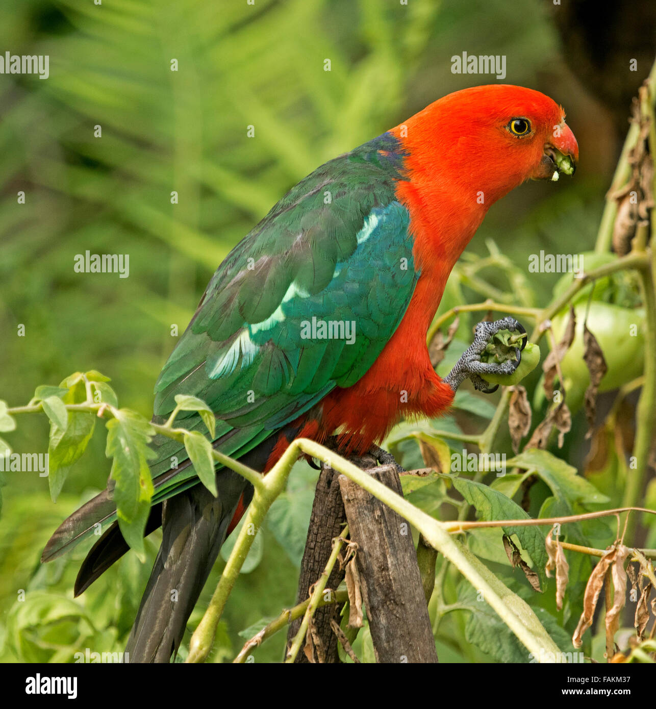Spectacular vivid red and green male king parrot Alisterus scapularis on post eating green tomato in home garden in Australia Stock Photo