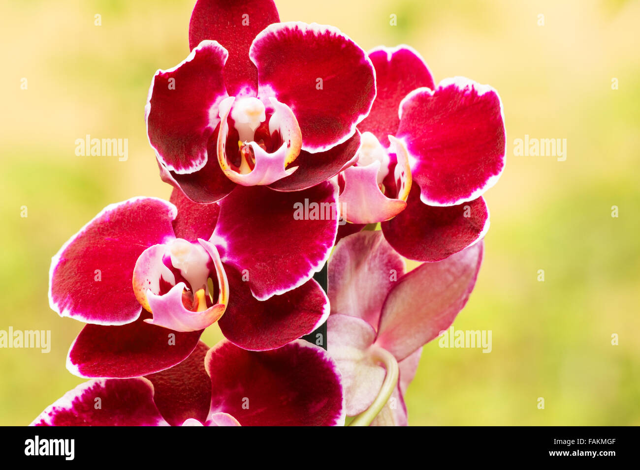 Red Phalaenopsis orchid in flower Stock Photo