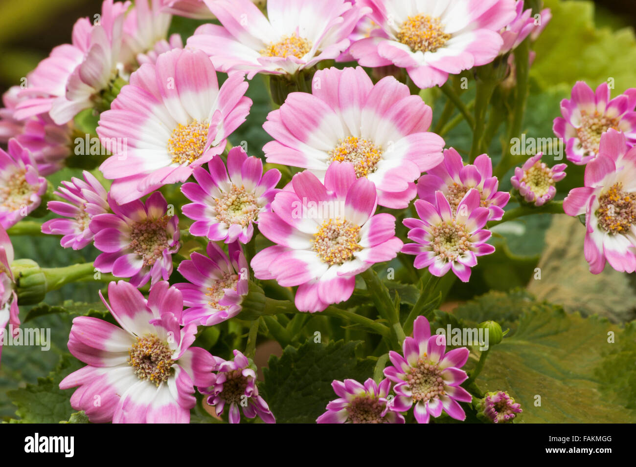 Cineraria plant in bloom Stock Photo