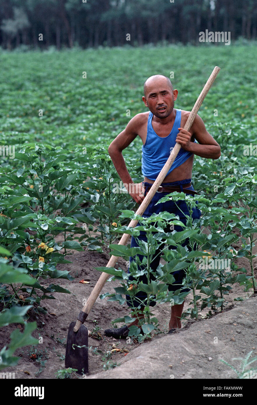 Agricultural worker in Turpan, Xinjiang Province, Northwest China Stock Photo