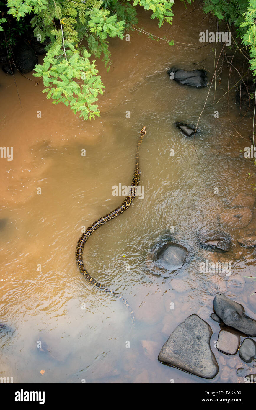 5 meter Burmese python (Python bivittatus) is one of the five largest species of snakes in the world Stock Photo