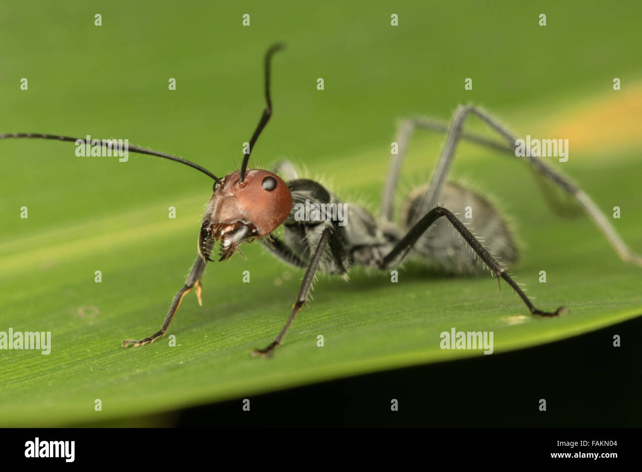 Camponotus singularis. Kaeng Krachan National Park, Thailand. Stock Photo