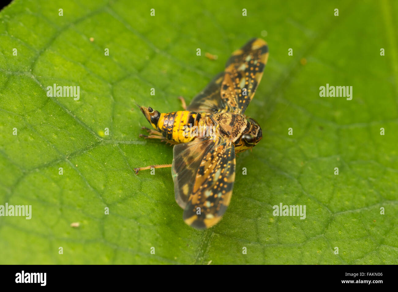 Cicadellidae, leafhopper. Kaeng Krachan National Park, Thailand. Stock Photo