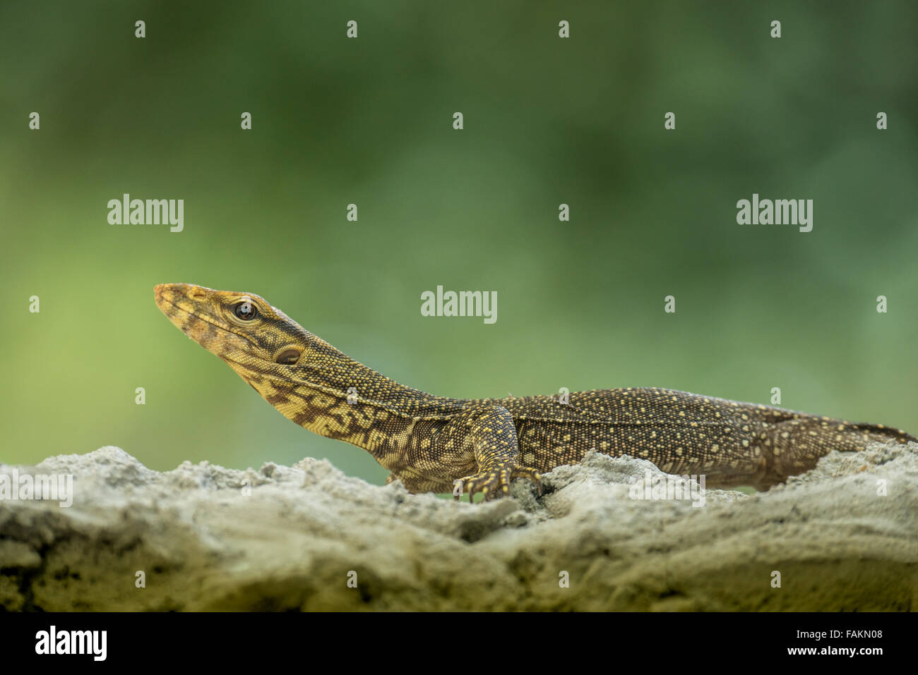 Species of monitor lizard hires stock photography and images Alamy
