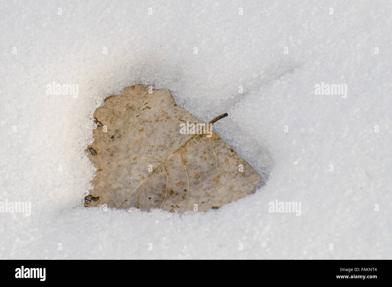 Rio Grande Cottonwwod, (Populus deltoides), leaf in the snow.  Rio Grande bosque at Albuquerque, New Mexico, USA. Stock Photo