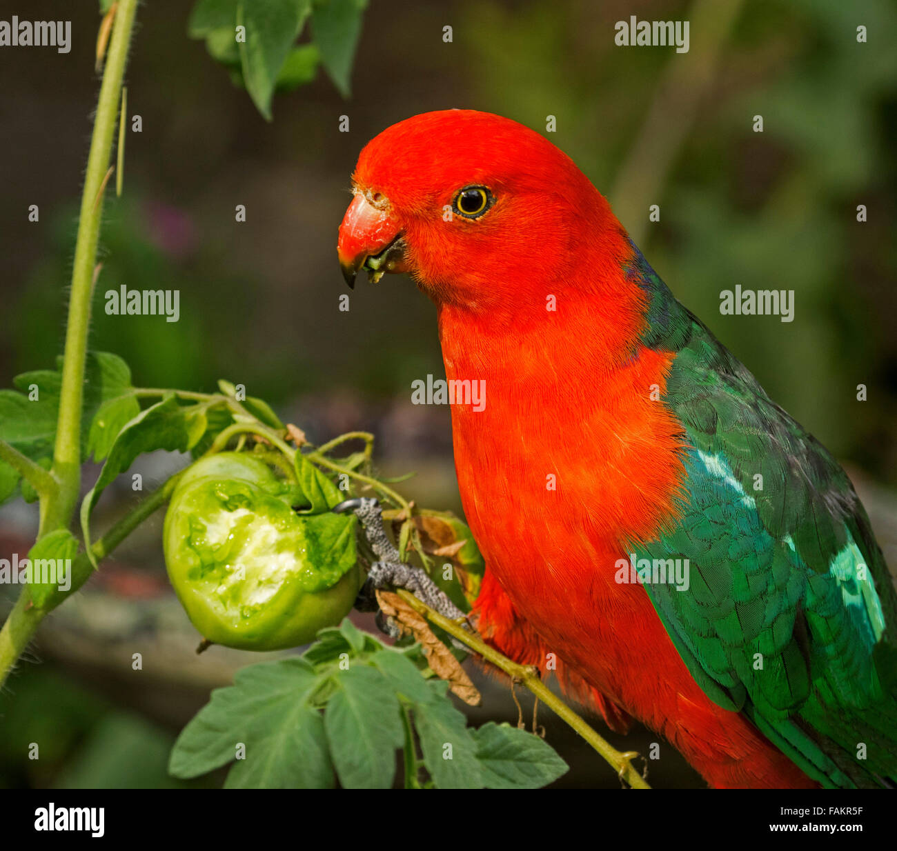 Spectacular vivid red and green male king parrot Alisterus scapularis eating green tomato in