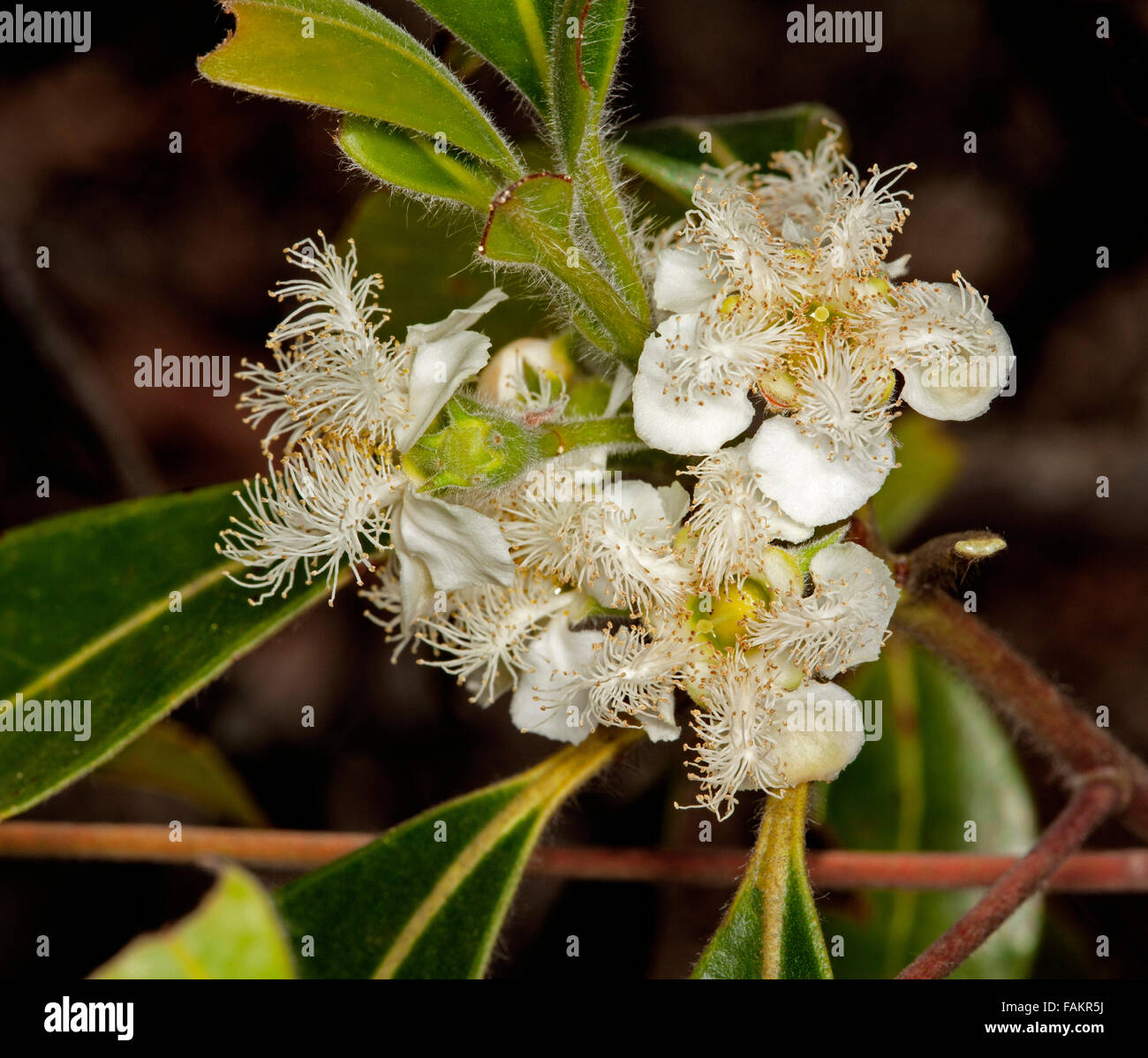 Cluster of white flowers of Australian native tree Lophostemon confertus syn Tristania conferta, Queensland brush box tree on dark background Stock Photo