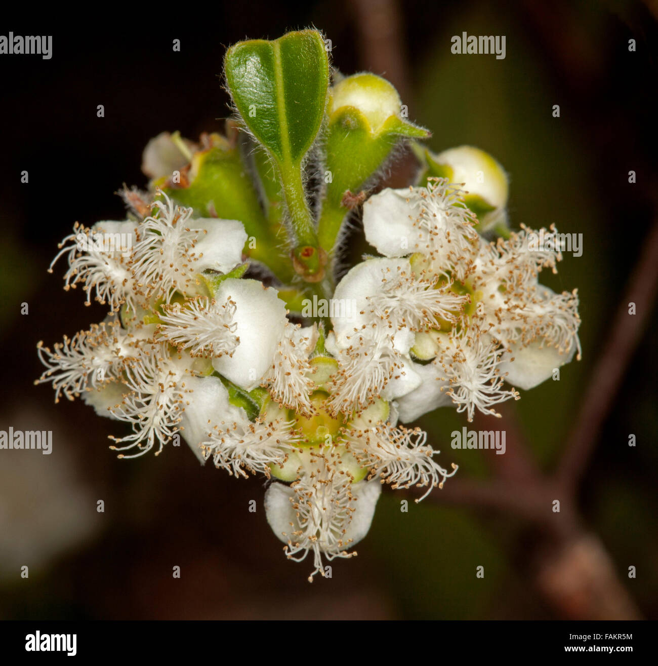 Cluster of white flowers of Australian native tree Lophostemon confertus syn Tristania conferta, Queensland brush box tree on dark background Stock Photo