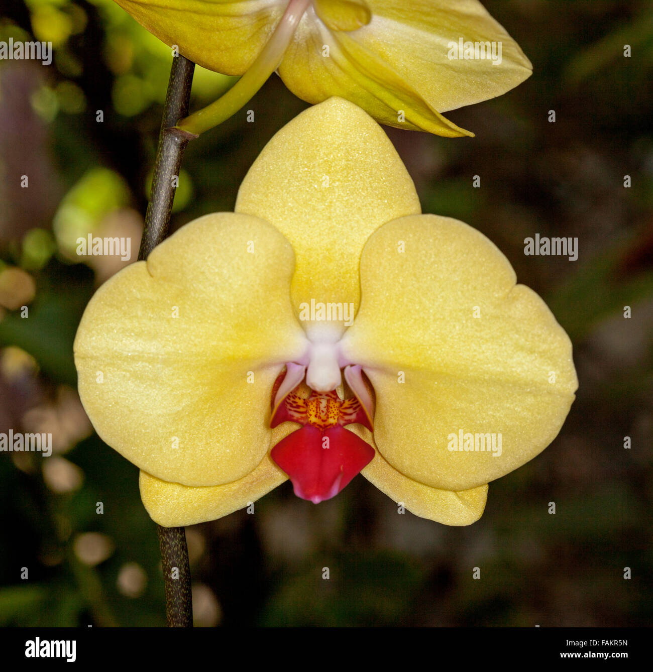 Spectacular yellow flower with red throat of Phalaenopsis moth orchid on dark background Stock Photo