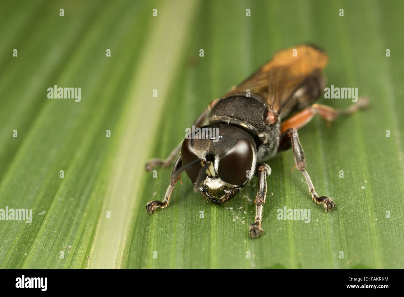A Crabronini sp. wasp in Kaeng Krachan National Park, Thailand. Stock Photo