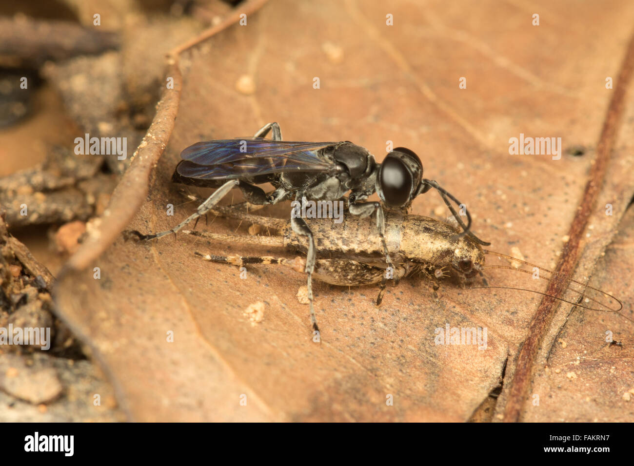 A Crabronidae wasp disabling a cricket, for food for its larvae. Keang Krachan National Park, Thailand. Stock Photo