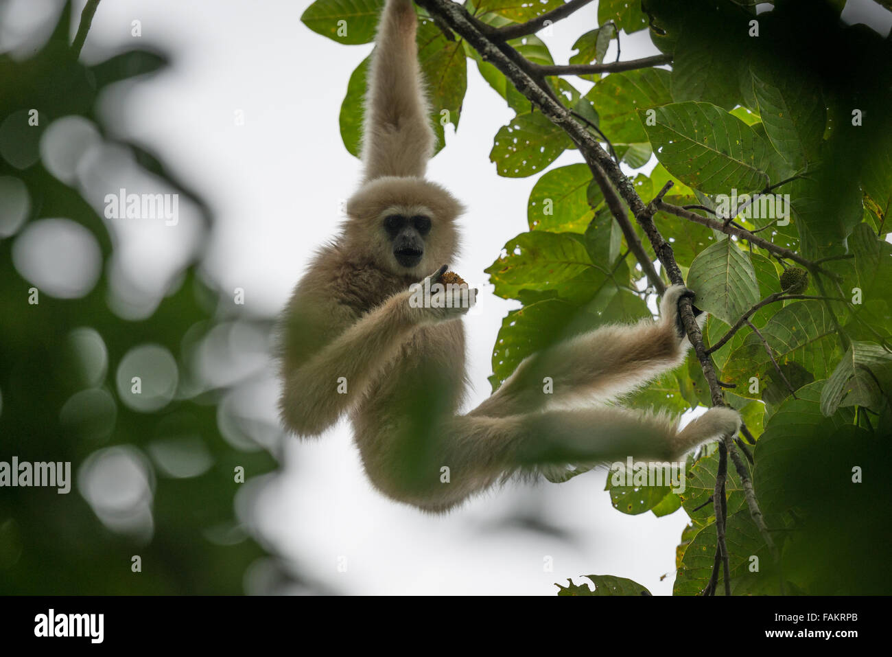 The lar gibbon (Hylobates lar), also known as the white-handed gibbon, is a primate in the Hylobatidae or gibbon family. Stock Photo