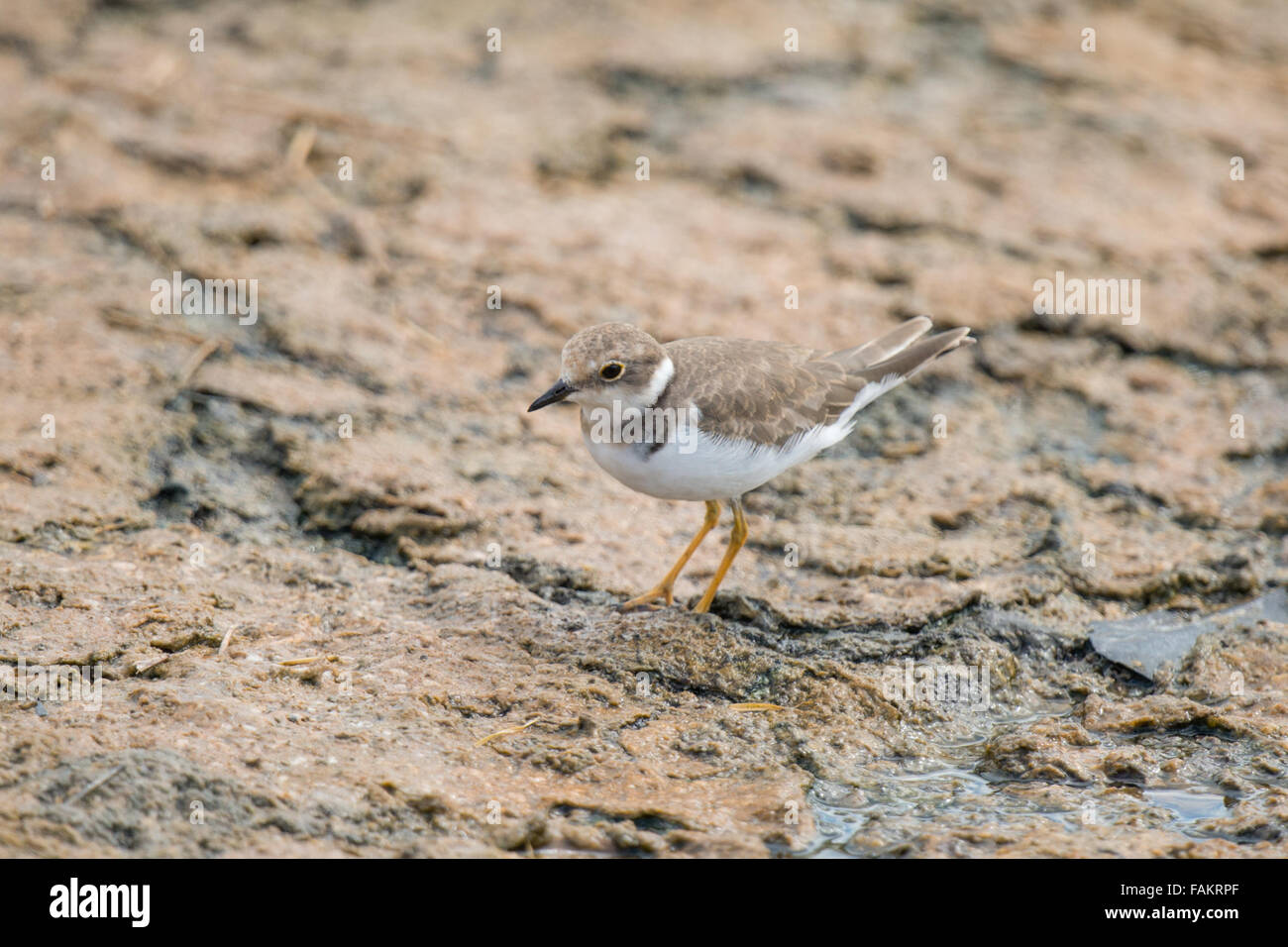The lesser sand plover (Charadrius mongolus) is a small wader in the plover family of birds. Stock Photo