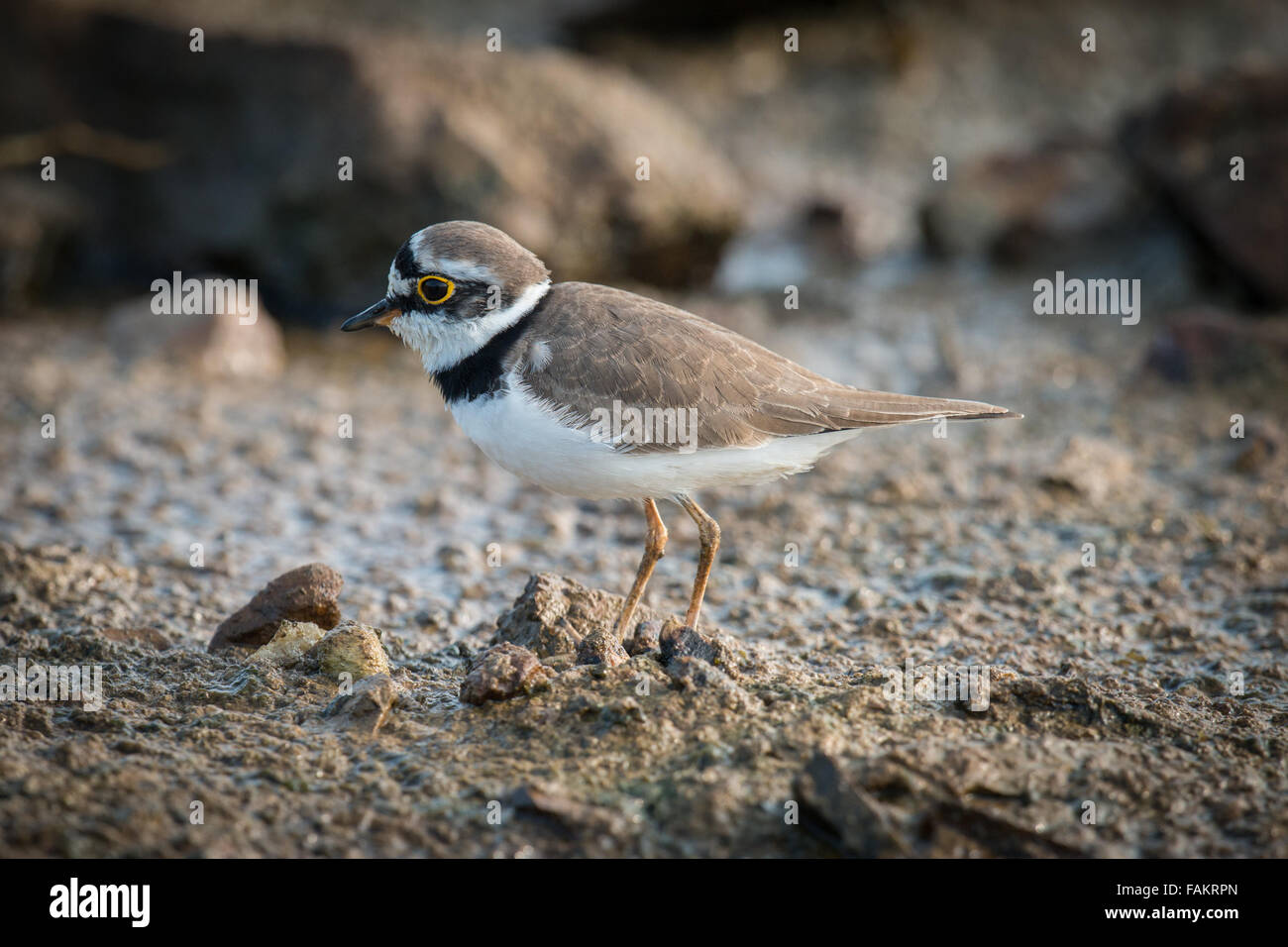 The little ringed plover (Charadrius dubius) is a small plover. Stock Photo