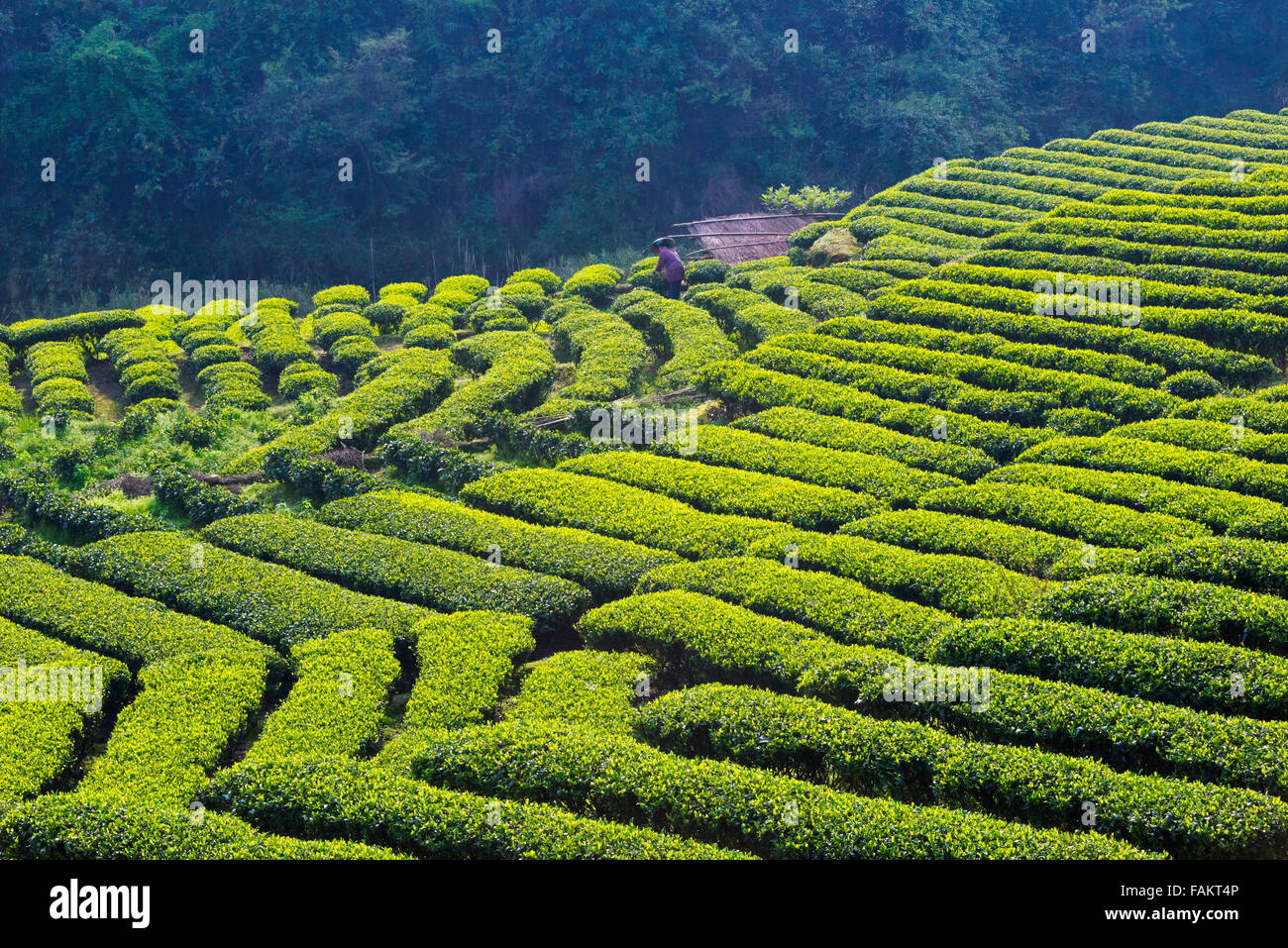 Farmer picking tea leaves at tea plantation, Sanjiang, Guangxi Province, China Stock Photo