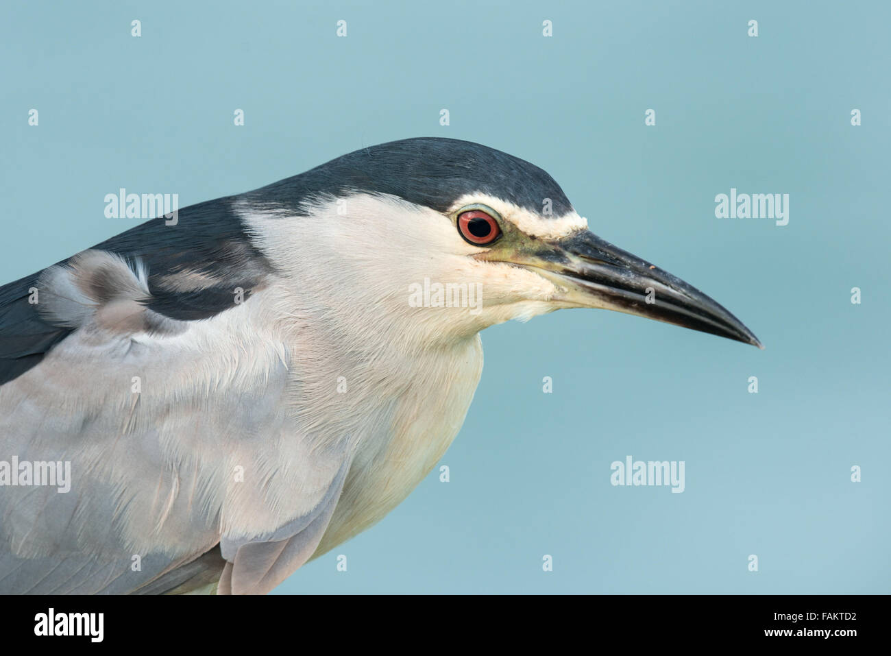 The black-crowned night heron (Nycticorax nycticorax), commonly abbreviated to just night heron in Eurasia, is a medium-sized he Stock Photo