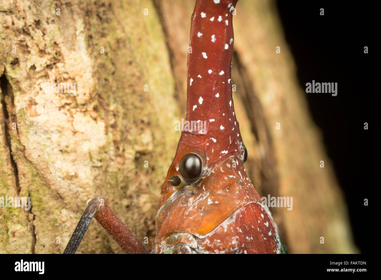 Pyrop Laternbug Pyrops hi-res stock photography and images - Alamy