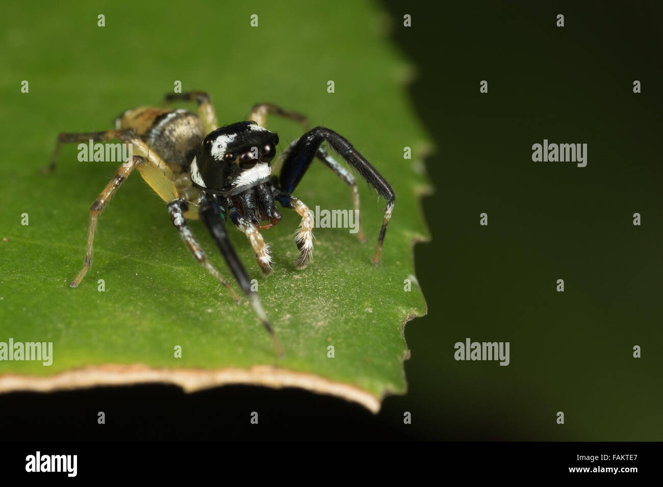 Salticidae, Jumping Spider in Khao Yai National Park, Thailand. Stock Photo