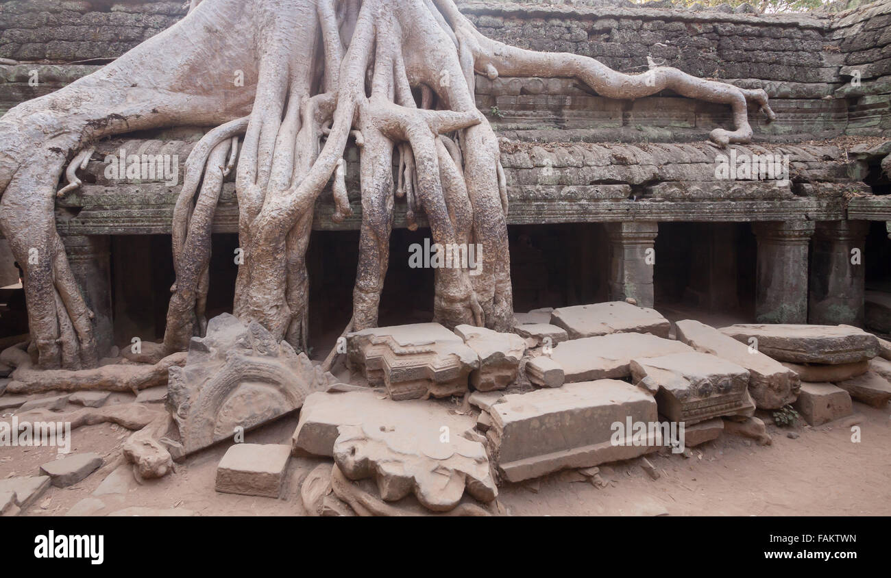 Banyan tree roots Khmer ancient temple in complex Angkor Wat in Siem Reap,  Cambodia Stock Photo - Alamy