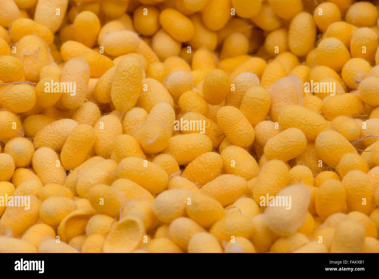 Yellow cocoons are prepared for production to be a silk. Cocoon is a capsule which produced from pupa worms. After being a silk, Stock Photo