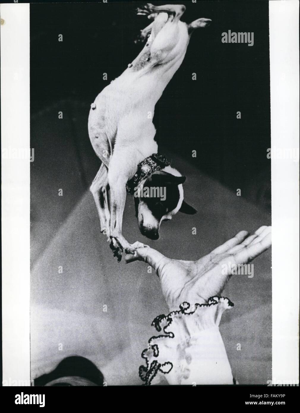 1962 - The ''Flying'' Dog Squad Of Eric Badicton At The Hansa Theatre In Hamburg. Four dogs, and all of them doing the most amazing acrobatic exercises, form the group with which Eric Badicton is having so much success all over the world The dog's trainer is presently on stage of the Hansa Theatre in Hamburg and attracts many visitors each night. His system of training includes yoga, which is unique and besides that, Eric Badicton is probably the only animal trainer of the world who owns a patent on his way of training, which is registered in Montreal/Canada. For ten years now, Eric Badicton Stock Photo