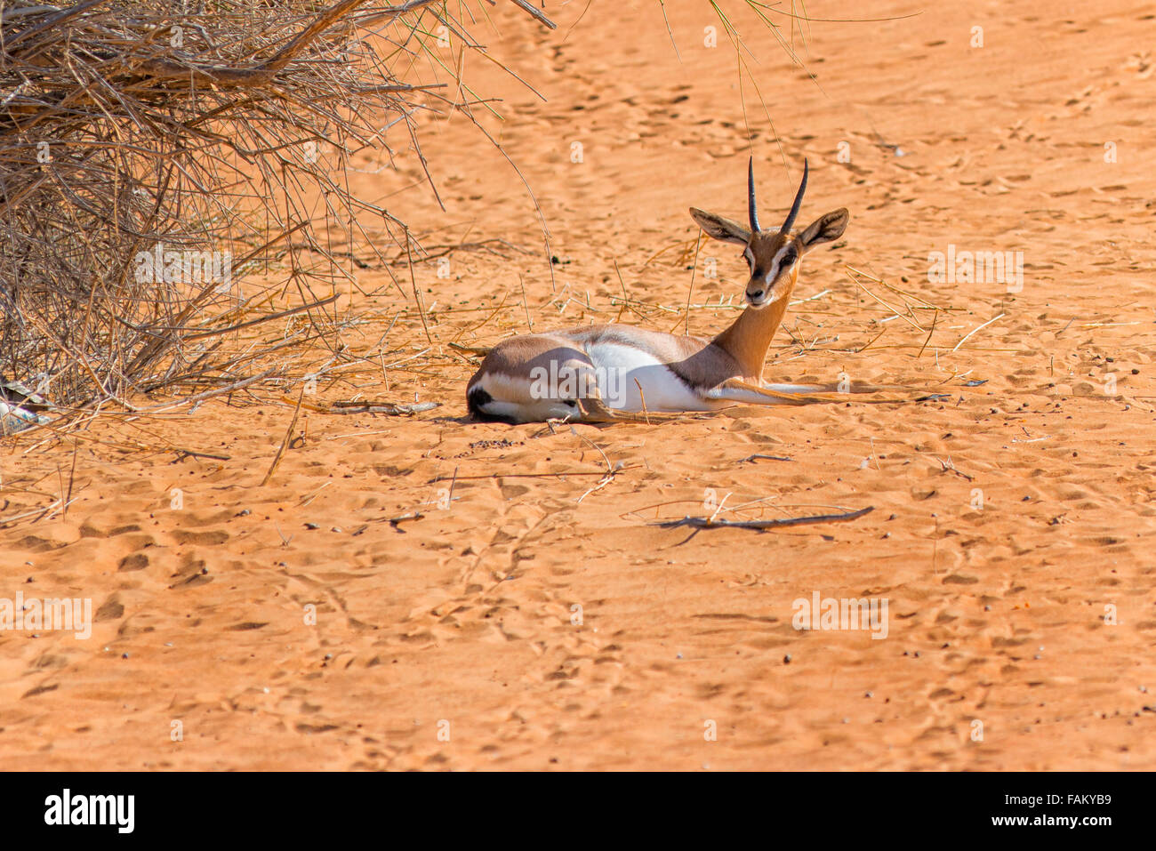 Sand Gazelle at Al Maha Desert Resort, UAE Stock Photo - Alamy