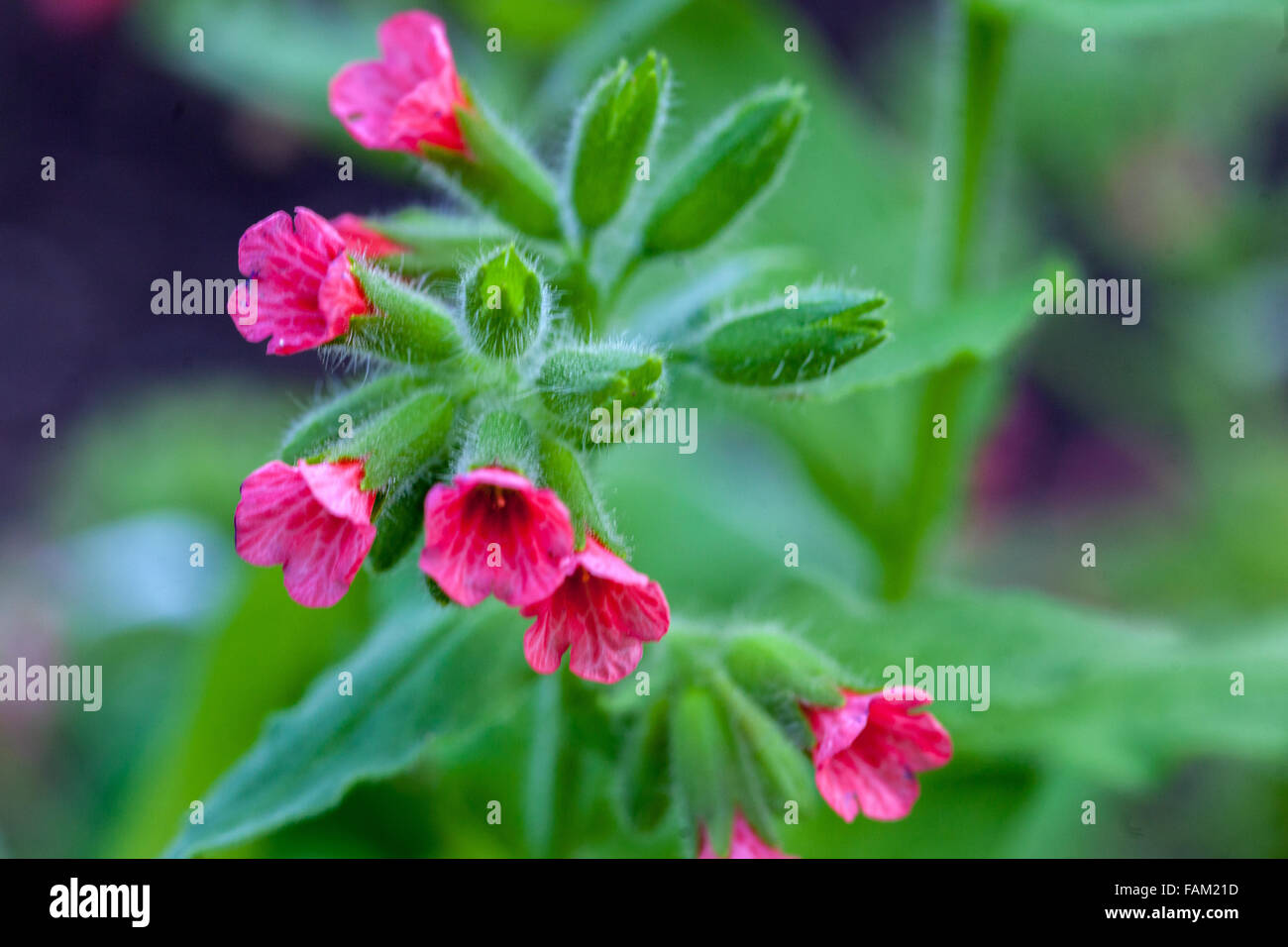 Red lungwort, Pulmonaria rubra in flower Stock Photo