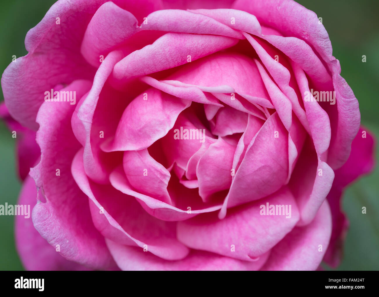 Clear close up rose hi-res stock photography and images - Alamy
