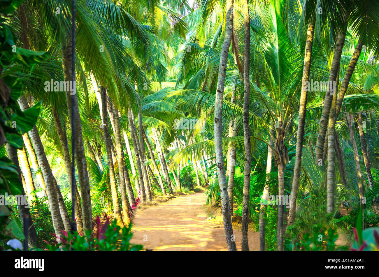 palm tree trees along the road,palm trees,trees,plants of india,asia,it is expensive,in a row,the orange earth,palm trees Stock Photo